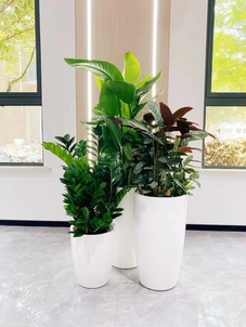 杭州湾绿植出租方案，为你的环境增添生机><div class=