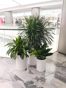 解锁前湾花卉出租方案，畅享花卉装饰之美